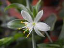 Green Spider Plant (2012, Sep.16)