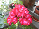 Ivy geranium Lia (2012, Sep.20)