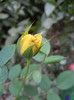 Yellow Miniature Rose (2012, Sep.16)