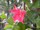 Mandevilla Summer Bell Red (`12, Sep.14)