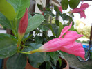 Mandevilla Summer Bell Red (`12, Sep.20)