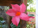 Mandevilla Summer Bell Red (`12, Sep.20)