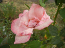 Rose Queen Elisabeth (2012, Sep.16)
