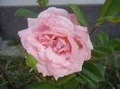 Rose Queen Elisabeth (2012, Sep.20)