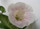 Gloxinia Jolly Rain