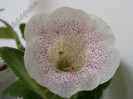 Gloxinia Jolly Rain