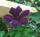 clematis 19sept2012