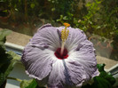 P1180459