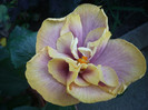 P1180462