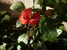 P1180464