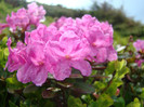 DSC09278