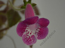 Kohleria Marta (GS)