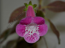 Kohleria Marta  (GS)