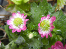 Chrysanth Picomini Purple (2012, Sep.21)