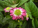 Chrysanth Picomini Purple (2012, Sep.21)