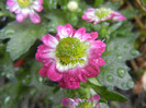 Chrysanth Picomini Purple (2012, Sep.21)