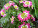 Chrysanth Picomini Purple (2012, Sep.21)
