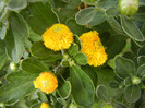 Yellow Chrysanthemum (2012, Sep.20)