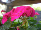 Bright Odette Geranium (2012, Sep.20)