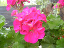 Bright Odette Geranium (2012, Sep.21)