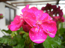 Bright Odette Geranium (2012, Sep.21)