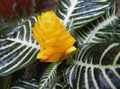 Aphelandra squarrosa (2012, Sep.20)