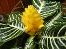 Aphelandra squarrosa (2012, Sep.21)