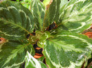 Calathea Roseopicta (2012, Sep.21)