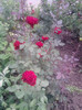 P090710_13.36_[04]