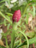 Dianthus (2012, September 12)