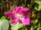 Double Pink Morning Glory (2012, Sep.20)