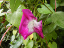 Double Pink Morning Glory (2012, Sep.21)
