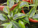 Ficus benjamina Variegata (2012, Sep.19)