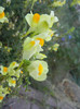 Linaria vulgaris (2012, September 09)