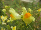 Linaria vulgaris (2012, September 20)