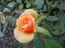 Orange Miniature Rose (2012, Sep.16)