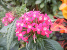 Pentas Graffiti Bright Red (2012, Sep.20)