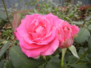 Rose Pink Peace (2012, September 16)