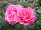 Rose Pink Peace (2012, September 20)