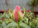 Rose Pink Peace (2012, September 21)