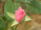 Rose Queen Elisabeth (2012, Sep.21)