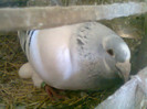 vandut