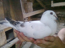 vanduta