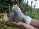 mascul 2009