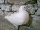 pui 2012