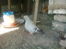 femela 2008
