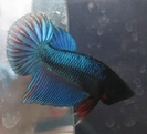 Betta 2012