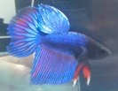 betta mascul