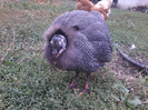 Bibilici