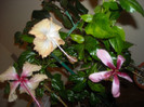 Hibiscus grup